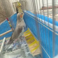 عروس هلندی|پرنده|تبریز, |دیوار