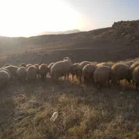 ۵۱ راس میش وبره مال داشتی و مالچه همه شیشکی|حیوانات مزرعه|کوهدشت, |دیوار