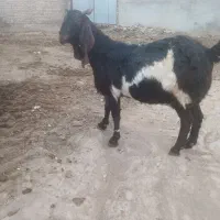 بزاصل افغان گوش دراز