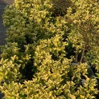 شمشاد طلایی سطل ۳/۵