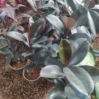 کاشت گل و درخت باغی|خدمات باغبانی و درختکاری|اصفهان, زاجان|دیوار