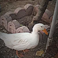 قیمت ۷۰۰ ***********