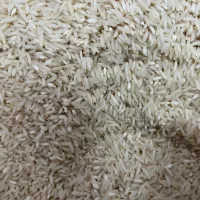 برنج طارم شمال