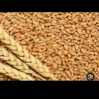 گندم بوجاری شده درشت مخصوص حلیم