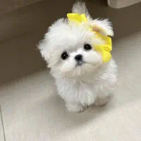 سگ مالتیپو قیمت ۶|سگ|قم, دورشهر|دیوار