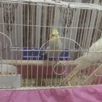 پرنده|پرنده|خرمشهر, |دیوار