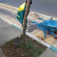 فروش نهال و درخت و خدمات فضای سبز  چمن زنی|خدمات باغبانی و درختکاری|تهران, استخر|دیوار