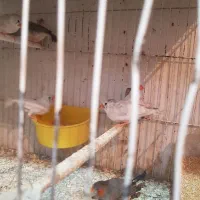 فنچ جوانه نروماده|پرنده|زابل, |دیوار