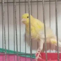 قناری ماده|پرنده|ارسنجان, |دیوار