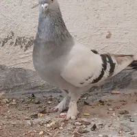۲ شکار  سبز بمی  و چنگ موشی