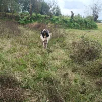 چالوسی گاو با لیشه سیمینتال|حیوانات مزرعه|صومعه‌سرا, |دیوار