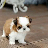 شیتزو وایت فیس