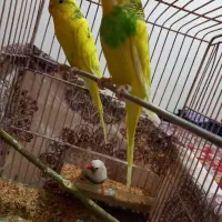 یک جفت مرغ عشق و یک عدد فنج|پرنده|قزوین, |دیوار