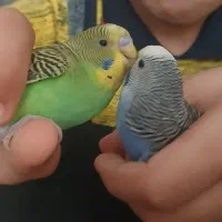 مرغ عشق نیمه دستی|پرنده|برخوار, |دیوار