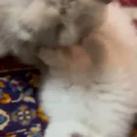 توله پامرانین|سگ|بابلسر, |دیوار