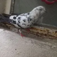 سوسکی سیاه چشم سفید مهر خورده غریب گیری