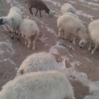 سلام 20جفت میش جفتی 30|حیوانات مزرعه|شهرضا, |دیوار