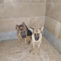 دو تا سگ ژرمن|سگ|ابهر, |دیوار