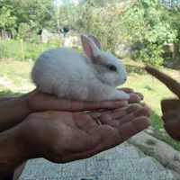 بچه خرگوش بانمک