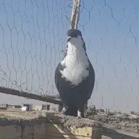 سیاه کلایی گم شده|پرنده|رفسنجان, |دیوار