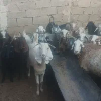 بز آبستن ودوبر (کهره بره میش )|حیوانات مزرعه|شیراز, شهرک مدرس|دیوار
