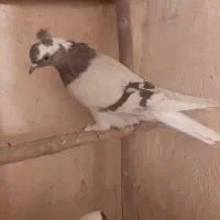 آبی عرب|پرنده|مراغه, |دیوار