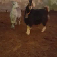 بز چپش کهره آبستنبرج ۱۰و۱۱|حیوانات مزرعه|درودزن, |دیوار