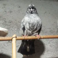 کبوتر