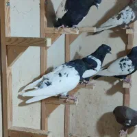 کفتر رنگی آس|پرنده|شیراز, لاله|دیوار