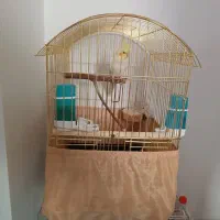 پرنده عروس هلندی|پرنده|دماوند, مسکن مهر گیلاوند|دیوار