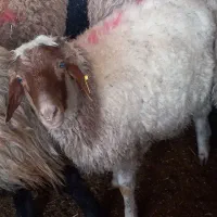 گوشت گوسفند درجه یک گوسفند زند