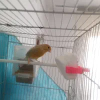 قناری اوپال سرخ نر|پرنده|مشهد, امیریه|دیوار