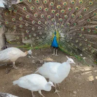 مرغ طاوسی