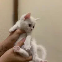 گربه بیرتیش و اسکاتیش