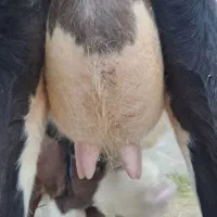 گاو و و گوساله سیمینتال عروسک|حیوانات مزرعه|ماسال, |دیوار