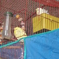 مرغ عشق پروانه ای