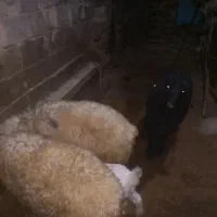 سه عدد بره پای پروار