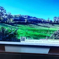 تلویزیون 55 اینچ OLED ال جی صفحه باریک