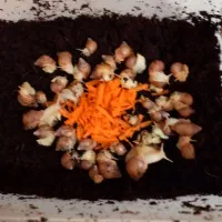 خاویار و جوجه حلزون آفریقایی|خزنده|کرج, خرمدشت|دیوار