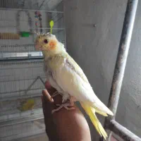 جوجه عروس سرلاکی ودانخور