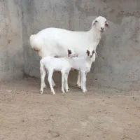 میش دوقلوزا بز گلابی