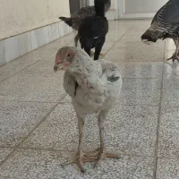 3عدد لاری نژاد دار سالم و سرحال|حیوانات مزرعه|گنبد کاووس, |دیوار