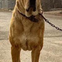 سراب سرابی اصیل