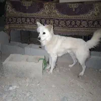 سگ پامر اشپیتز