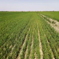 اجاره زمین کشاورزی