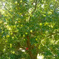 اکیب کارگر برای سیب