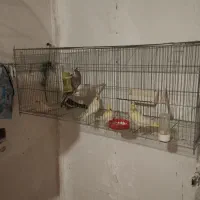 عروس هلندی در همه رنگ