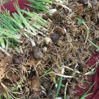 پیازچه گل نرگس و همچنین گل نرگس موجود است