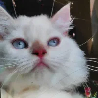 گربه پرشین چشم آبی