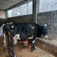 گاو درگ‌محلی با گوساله نر